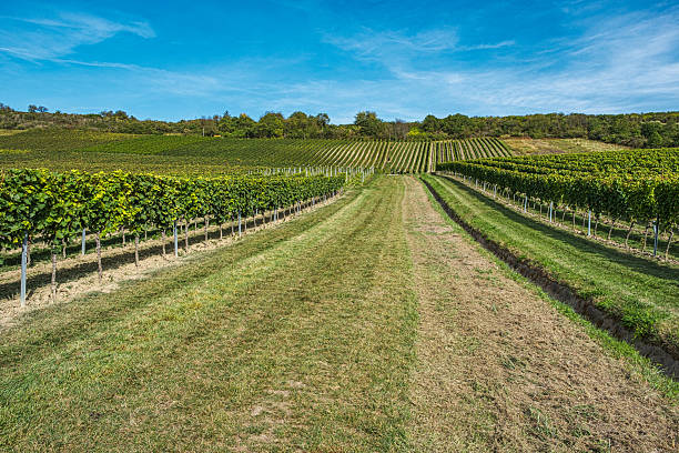 istock Hiking in Rheinhessen 2237326533