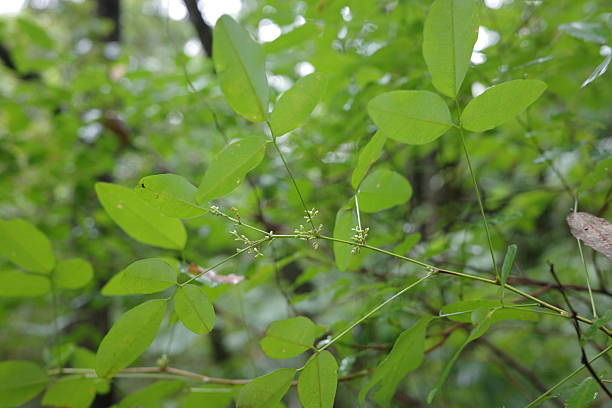 istock Miyagi bush clover with flower buds in autumn. 2237327137