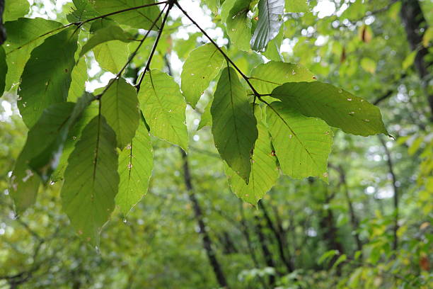 istock Konara oak leaves wet with autumn rain. 2237327163