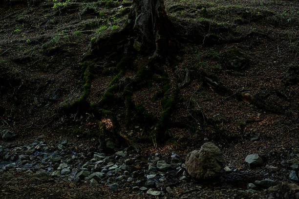 istock Close-Up of Tree Roots and Moss in a Forest Environment 2237328611