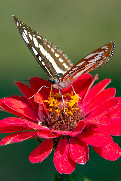 istock Commander Butterfly Feeding on Nectar from Red Zinnia Flower 2237329306