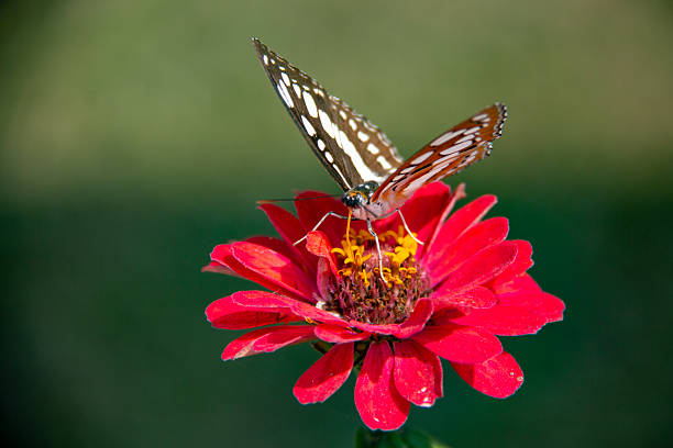 A tiger longwing butterfly gathers nectar from a red flower in Costa Rica.