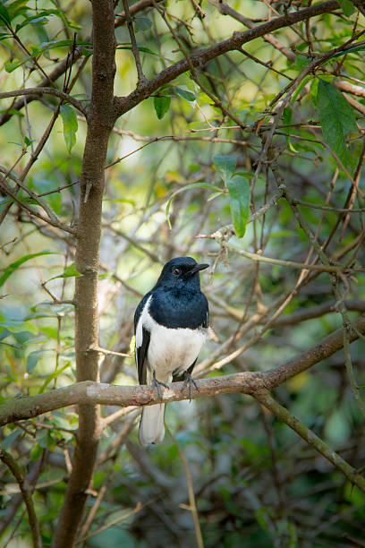 istock Oriental Magpie Robin Perched in Dense Forest Habitat 2237329545