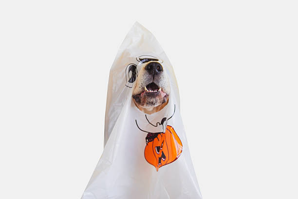istock funny dog dressed in a Halloween costume 2237330215
