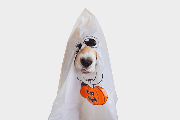 istock funny dog dressed in a Halloween costume 2237330219