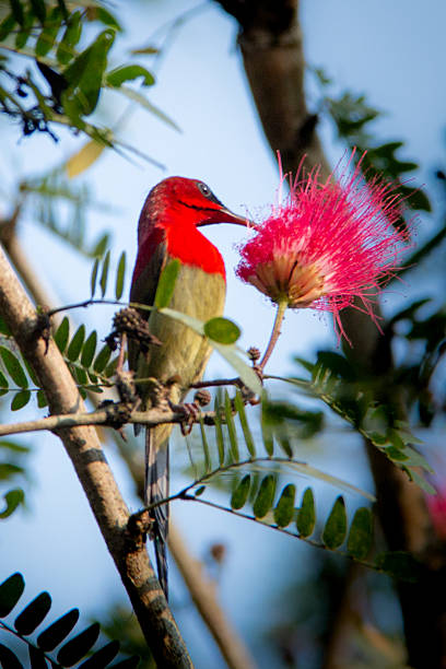 istock Crimson Sunbird Feeding on Flower Nectar in Chitwan National Park 2237330362