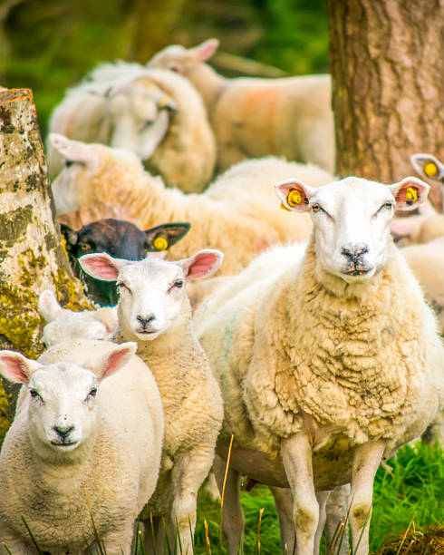 istock White domestic sheeps in Northern IReland 2237330580