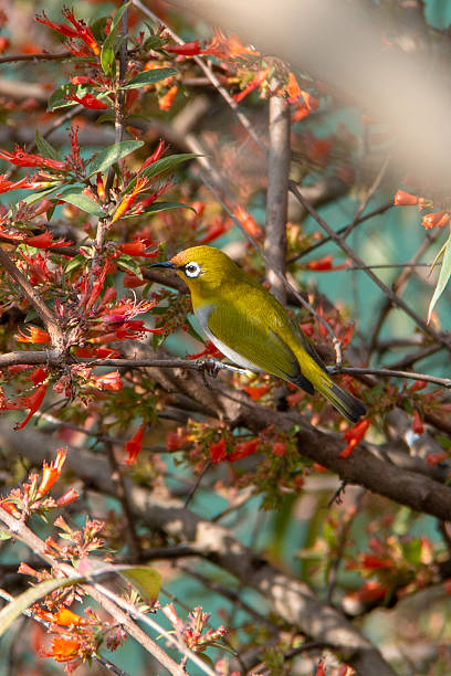 istock Oriental White-eye Bird Amid Red Blossoms 2237330892