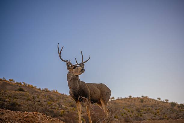 istock Majestic Deer on Hill Under Blue Sky 2237330961