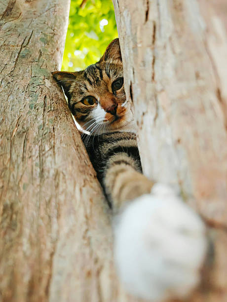 istock Cat,Cute,Love,Outdoors,Animal,Play 2237332327