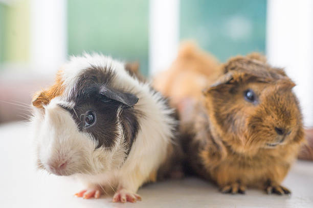 istock guinea pig and baby guinea pig on white background. 2237334740