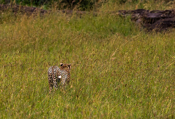 A cheetah walks between grass and bushes in the savannah of Kenya