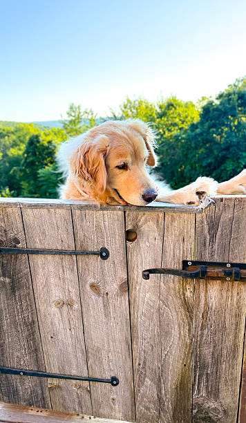 istock Golden Retriever Looking down 2237336019