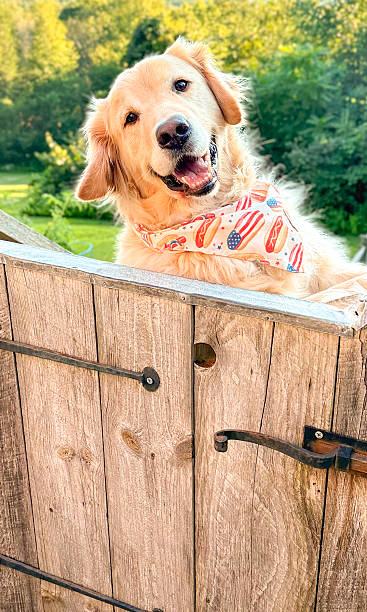 istock Golden Retriever Smile 2237336046