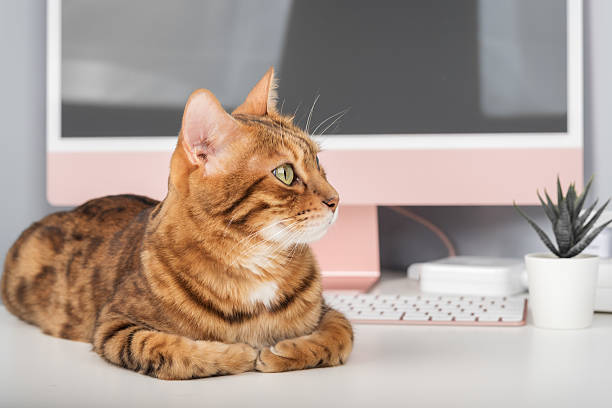 istock A Bengal cat is relaxing on a desk. 2237336064