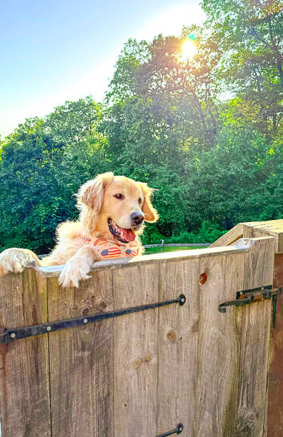 istock Golden Retriever summer day 2237336066
