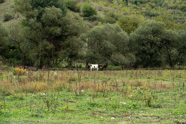 istock Cow Standing in a Grassy Field with Trees in the Background 2237336406