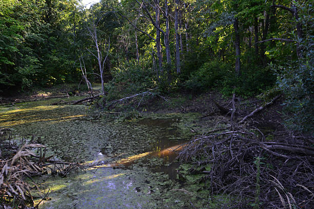 istock a swamp in the dense forest close up 2237336845