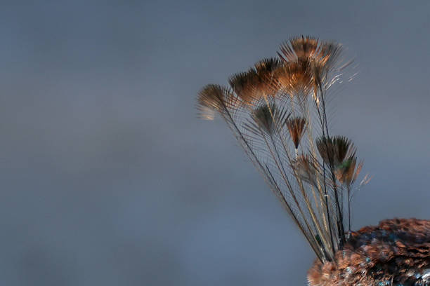 A striking macro photograph highlighting the delicate crown feathers of a peacock. The intricate structure and soft colors showcase the elegance and detail of this exotic bird’s ornamental plumage.