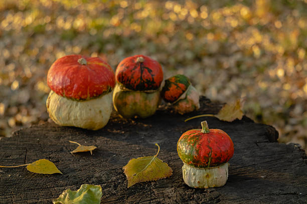 A small orange pumpkin looks like a mushroom on a stump on a blurred background.