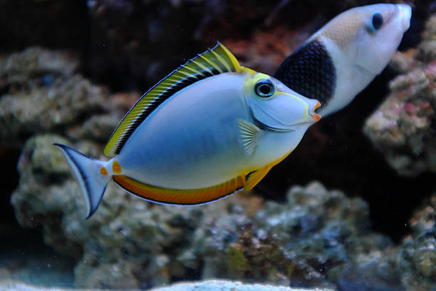 istock Marine life in aquarium 2237343704