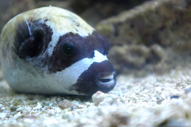Blackspotted Puffer fish (Arothron nigropunctatus) or Dog-faced Puffer