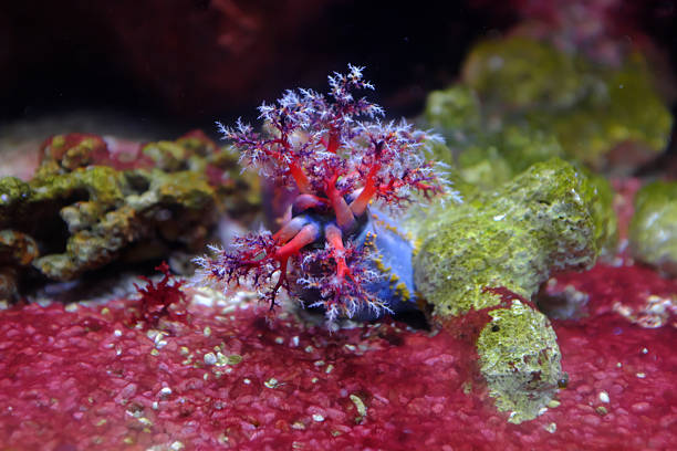 Sea apple, (Pseudocolochirus violaceus)