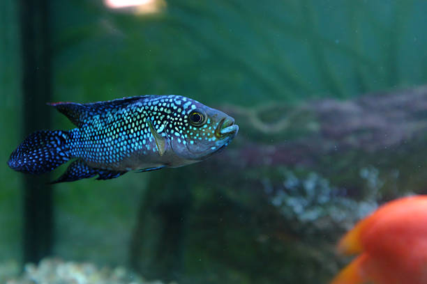 The blue fish in aquarium