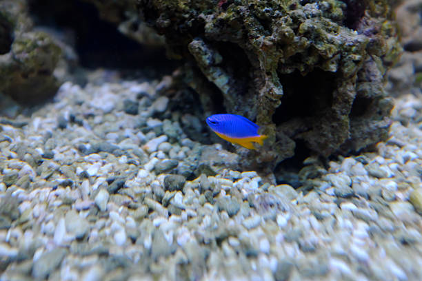 Oscar Fish swimming in the big aquarium. Aquarium Island Café, Bhimtal uttrakhand. Astronotus ocellatus. bubble eyes. The South American Water Dog.