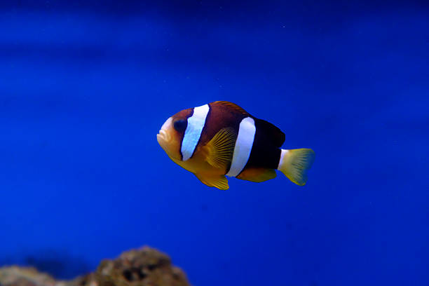 istock Marine life in aquarium 2237343963