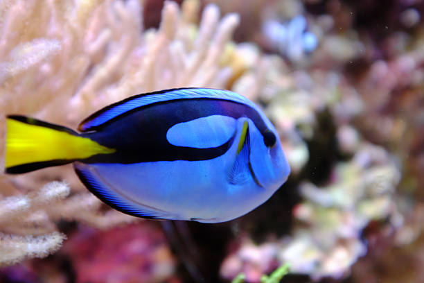 istock Marine life in aquarium 2237344008