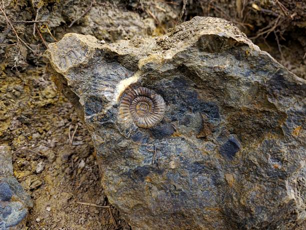 Spiral Ammonite fossil in the stone