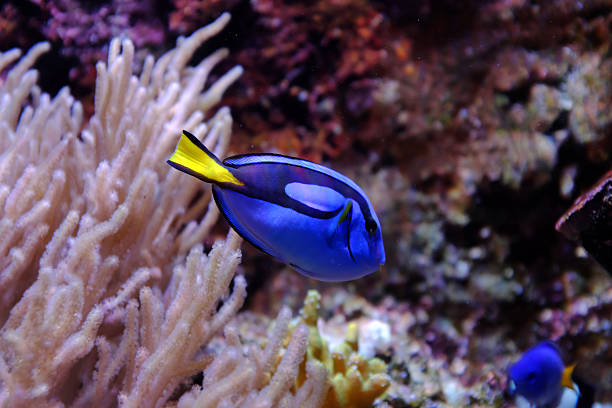 istock Marine life in aquarium 2237345294