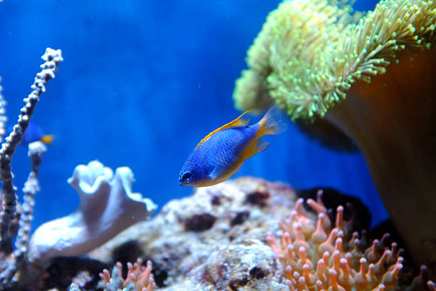 Azure demoiselle, (Chrysiptera hemicyanea)