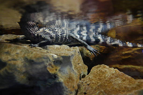 Chinese alligator