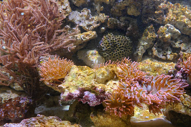 In the vibrant underwater world of the Sea Life Centre in London, a lively spectacle unfolds as funky, colorful fish dance through the aquarium's tropical haven. Hues of yellow, purple, blue, orange, and pink intermingle, creating a living kaleidoscope that captivates the eyes of visitors in Aldgate.\n\nThe coral formations serve as a natural canvas, adding texture and depth to the aquatic landscape. Among the lively congregation of fish, a graceful turtle may glide through the water, its movements creating a sense of tranquility amid the lively spectacle.\n\nAs visitors peer through the clear glass, they are transported into a mesmerizing realm where nature's artistry takes center stage. The Sea Life Centre in London becomes a haven where the beauty and diversity of marine life come alive, offering a glimpse into the enchanting mysteries that lie beneath the ocean's surface.