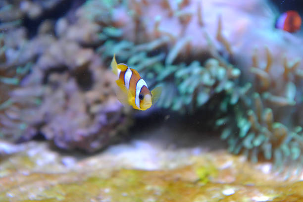 Yellowtail clownfish, (Amphiprion clarkii)