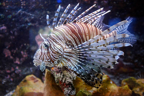 istock Marine life in aquarium 2237345688