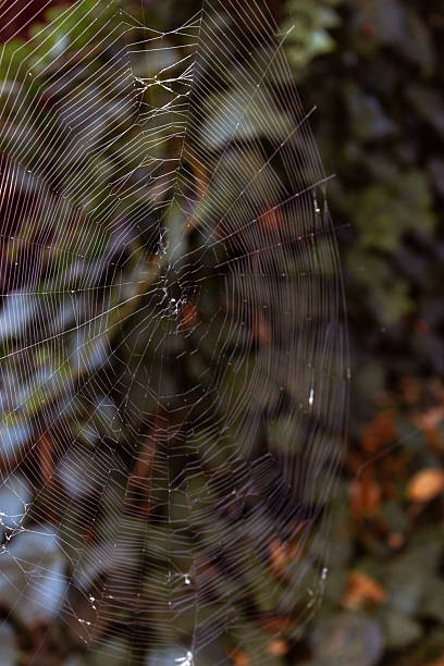 istock Spider web in morning light. Autumn landscape. Cobweb in garden with ivy. Spider web in grass. Autumn landscape. Natural pattern. Nature in details. Wild life concept. 2237345736