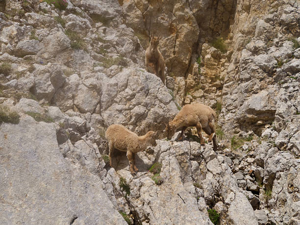 istock Bouquetins sur le grand Veymont 2237346507