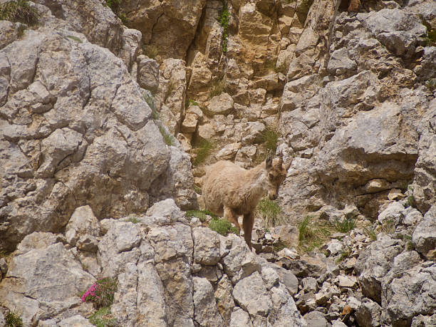 istock Bouquetins sur le grand Veymont 2237346556