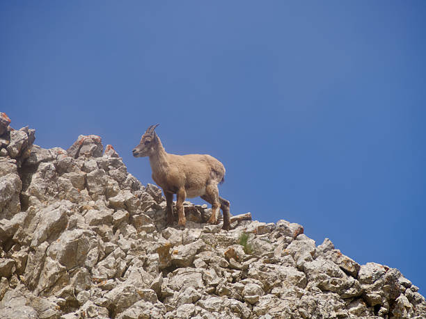 istock Ibex on the Grand Veymont 2237346609