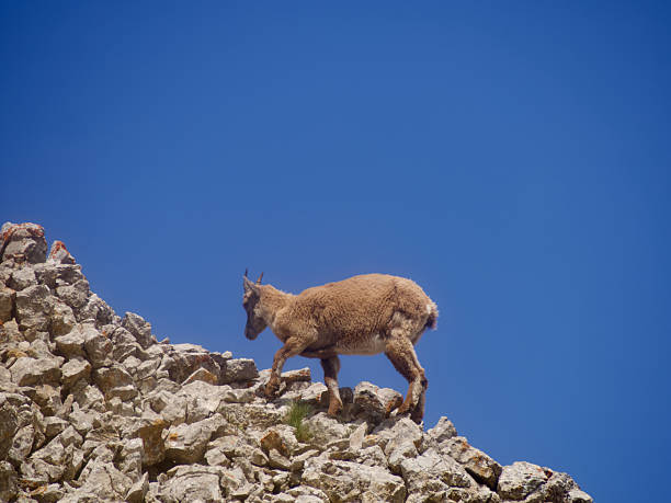 Young alpine ibex resting in Slovenian mountains.