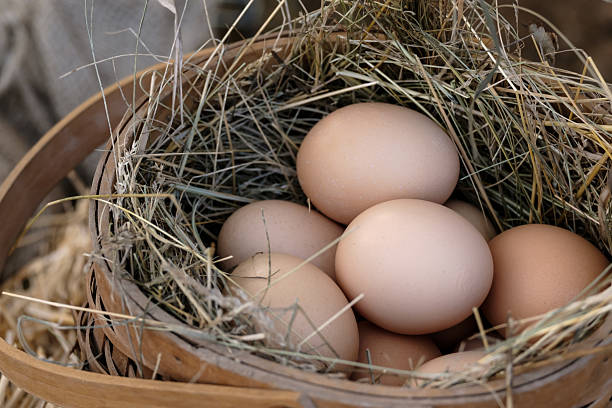 istock A basket full of eggs with straws in between them 2237348259