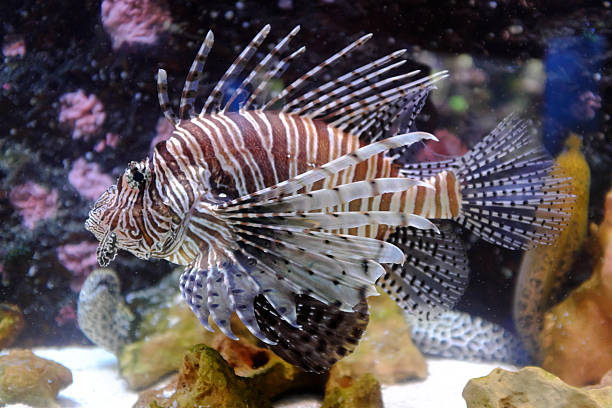 istock Marine life in aquarium 2237348578