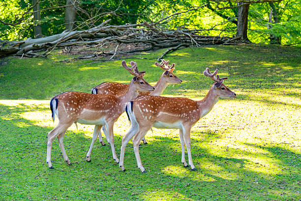 Three young male fallow deer with antlers standing together on green forest meadow in Denmark during summer