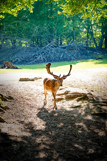 Male fallow deer with antlers standing in forest clearing with magical sunlight in Denmark