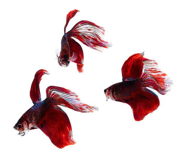 istock Three red Siamese fighting fish with elegant fins swimming gracefully isolated on white background, concept of aquatic pets, freedom, beauty, tropical fish, ornamental species, and underwater elegance 2237353346