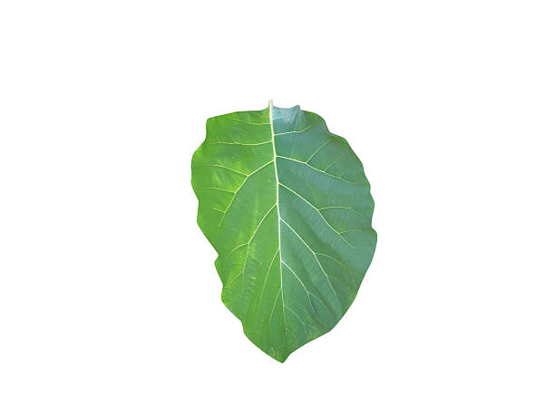 istock Tectona grandis or teak green leaves 2237353734