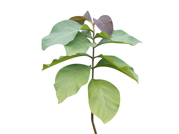 istock Tectona grandis or teak young plant 2237353820